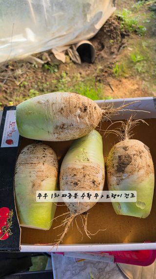 최석주님의 기타작물 · 영농일지 작성글 사진