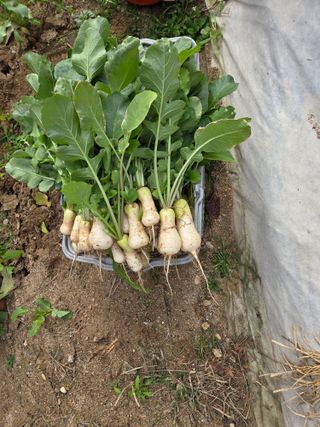 박병철님의 기타작물 · 영농일지 작성글 사진
