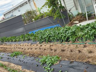 박병철님의 배추 · 영농일지 작성글 사진