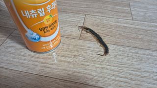 촌사리(김정대)님의 기타작물 · 영농일지 작성글 사진
