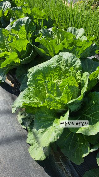 최석주님의 기타작물 · 영농일지 작성글 사진