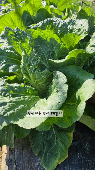 최석주님의 기타작물 · 영농일지 작성글 사진