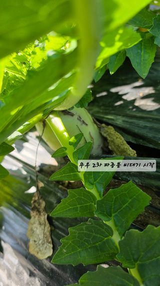 최석주님의 기타작물 · 영농일지 작성글 사진