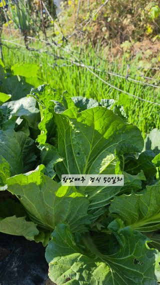최석주님의 기타작물 · 영농일지 작성글 사진