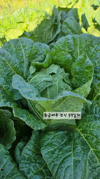 최석주님의 기타작물 · 영농일지 작성글 사진