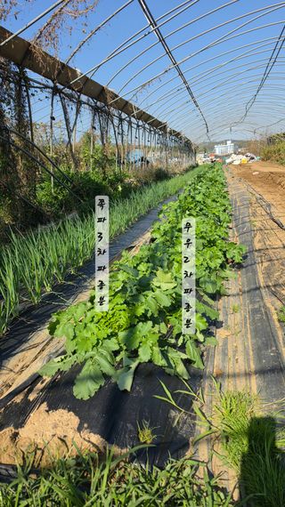 최석주님의 기타작물 · 영농일지 작성글 사진