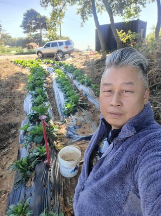로만아빠님의 배추 · 영농일지 작성글 사진