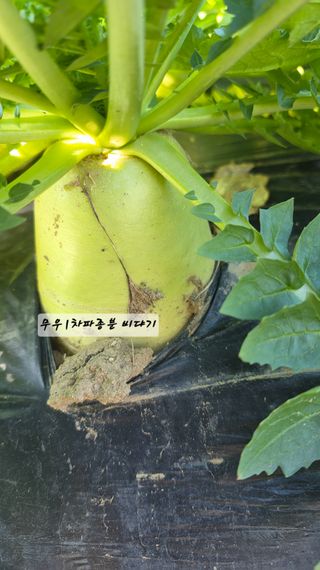 최석주님의 기타작물 · 영농일지 작성글 사진