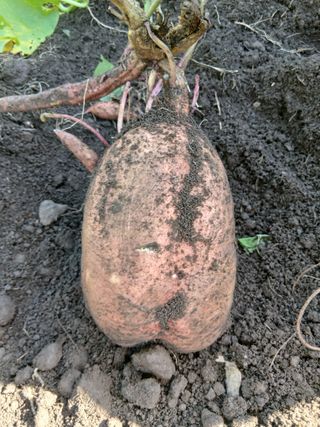 중촌님의 기타작물 · 영농일지 작성글 사진