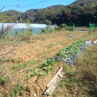 正覺님의 기타작물 · 영농일지 작성글 사진