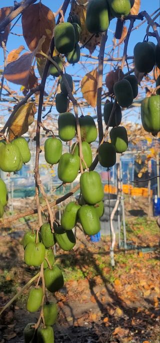 다풍가지 토종다래님의 기타작물 · 영농일지 작성글 사진