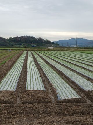 성광석님의 마늘 · 영농일지 작성글 사진