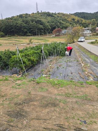 藝園님의 기타작물 · 영농일지 작성글 사진