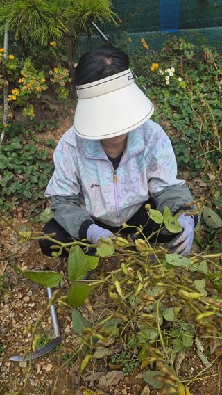 나 농부님의 콩 · 영농일지 작성글 사진