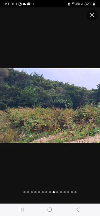 김종덕님의 두릅 · 영농일지 작성글 사진