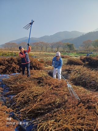 남궁봉님의 들깨 · 영농일지 작성글 사진