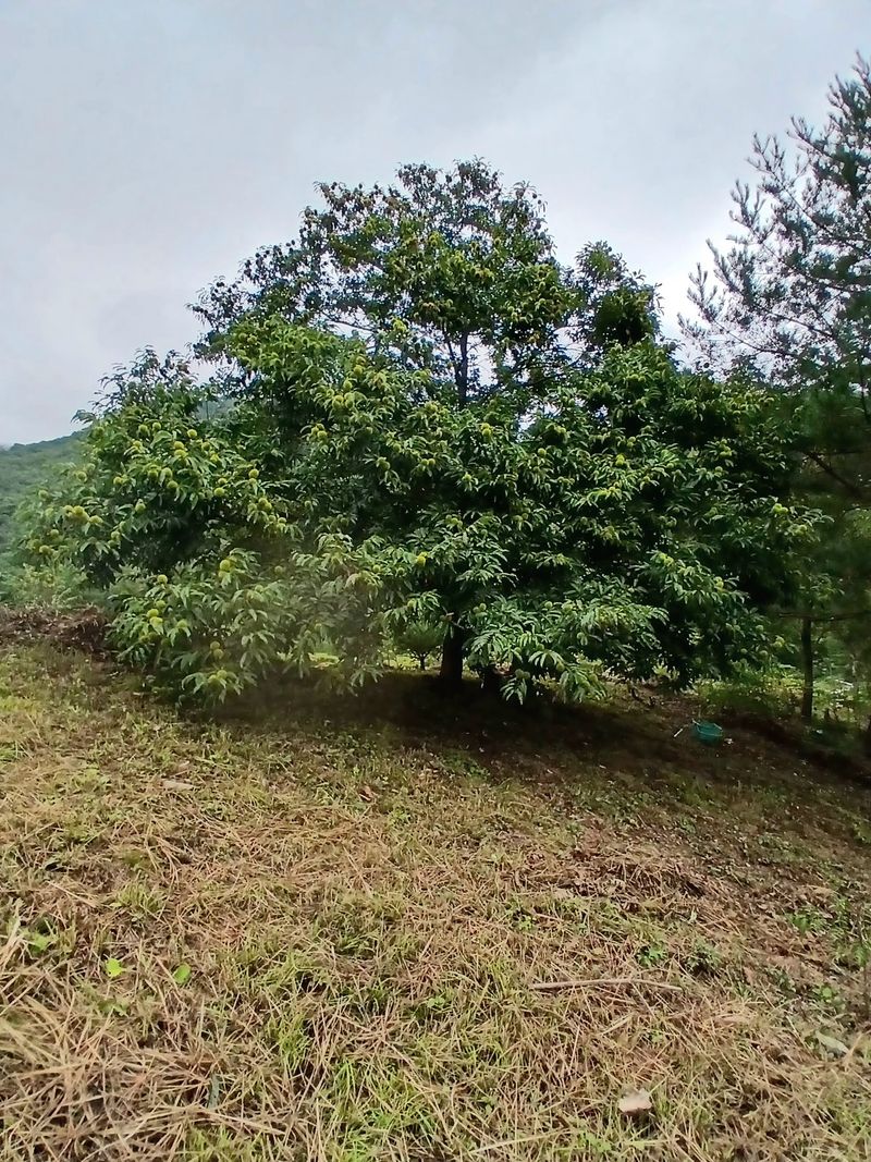 대산농사대장님의 장터 판매 상품 [고추칼라 500ml 플러스  ] 첨부 사진