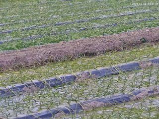 배정도님의 농사, 무엇이든 물어보세요! · 참여글 작성글 사진