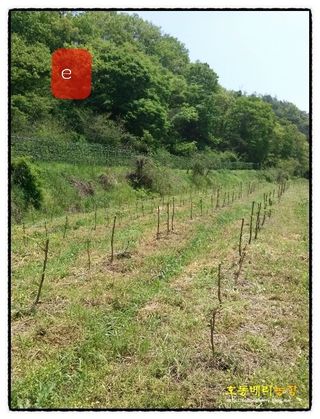 알 수 없음님의 자유주제 · 자유게시판 작성글 사진