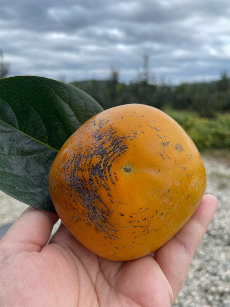 더달다농원님의 장터 판매 상품 [조완단감 말랭이 100g+200g 무료배송] 첨부 사진