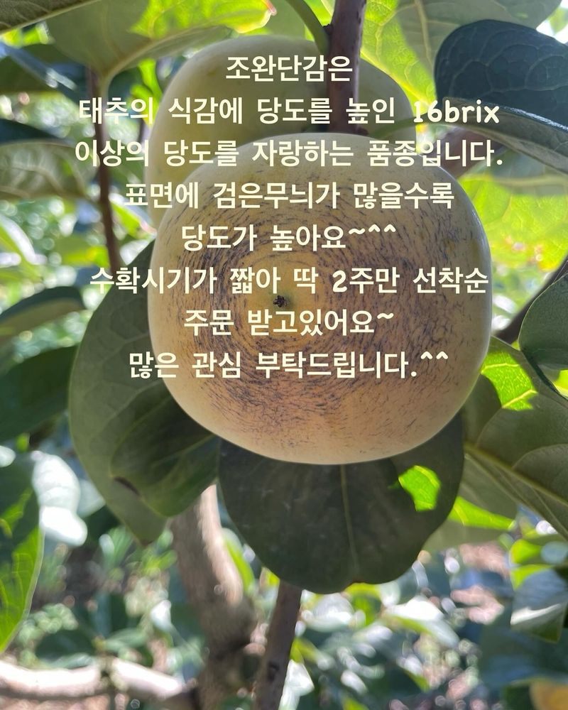 더달다농원님의 장터 판매 상품 [조완단감 말랭이 100g+200g 무료배송] 첨부 사진