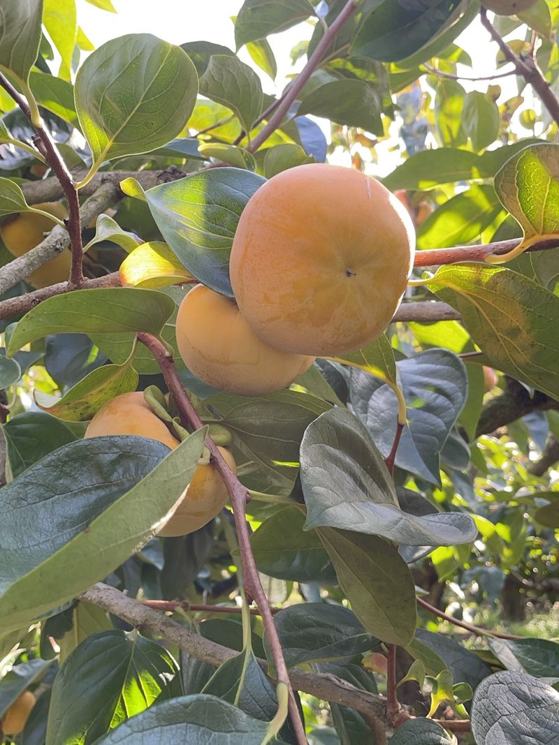 더달다농원님의 장터 판매 상품 [창원 부유단감 10kg M사이즈 무료배송] 첨부 사진