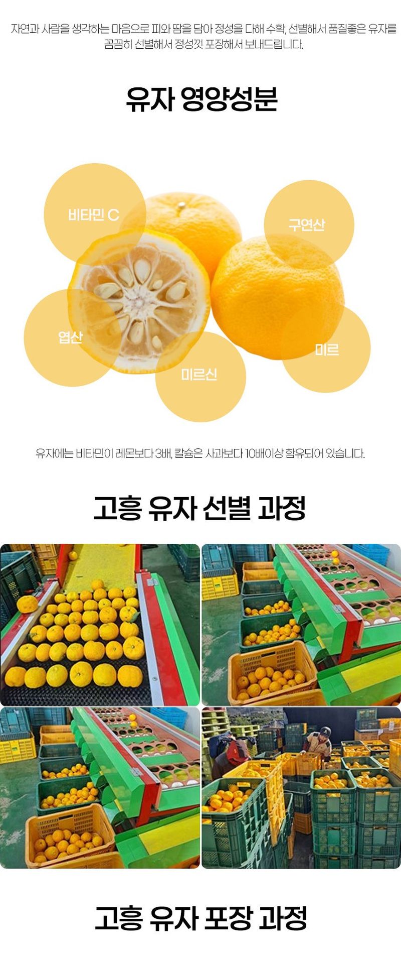 초록미소 금호농장님의 장터 판매 상품 [[품절] 2024년 햇 고흥유자 생과유자 생유자 판매합니다.] 첨부 사진