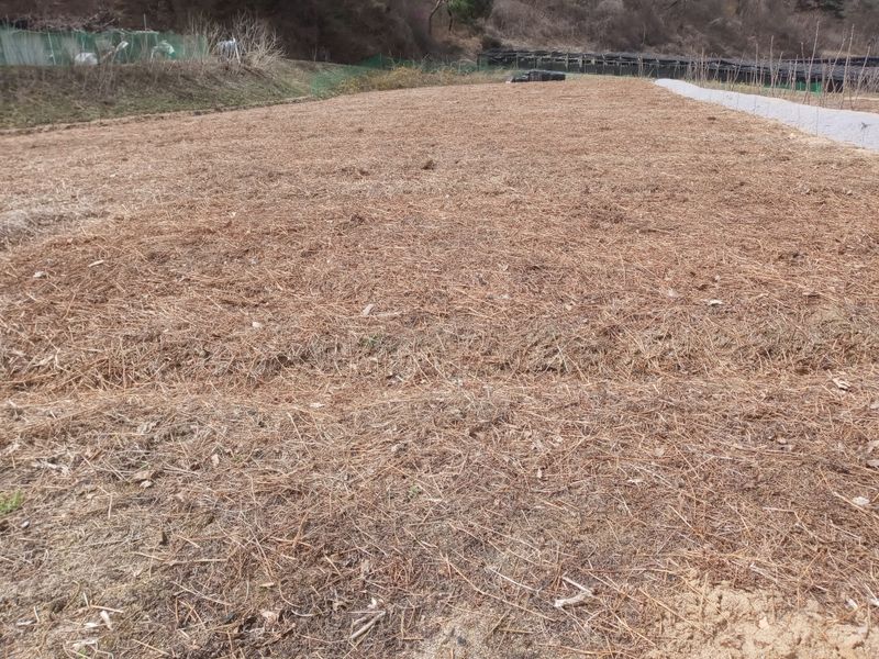 이용원님의 장터 판매 상품 [청정 강원 치악산 건고사리 100g] 첨부 사진