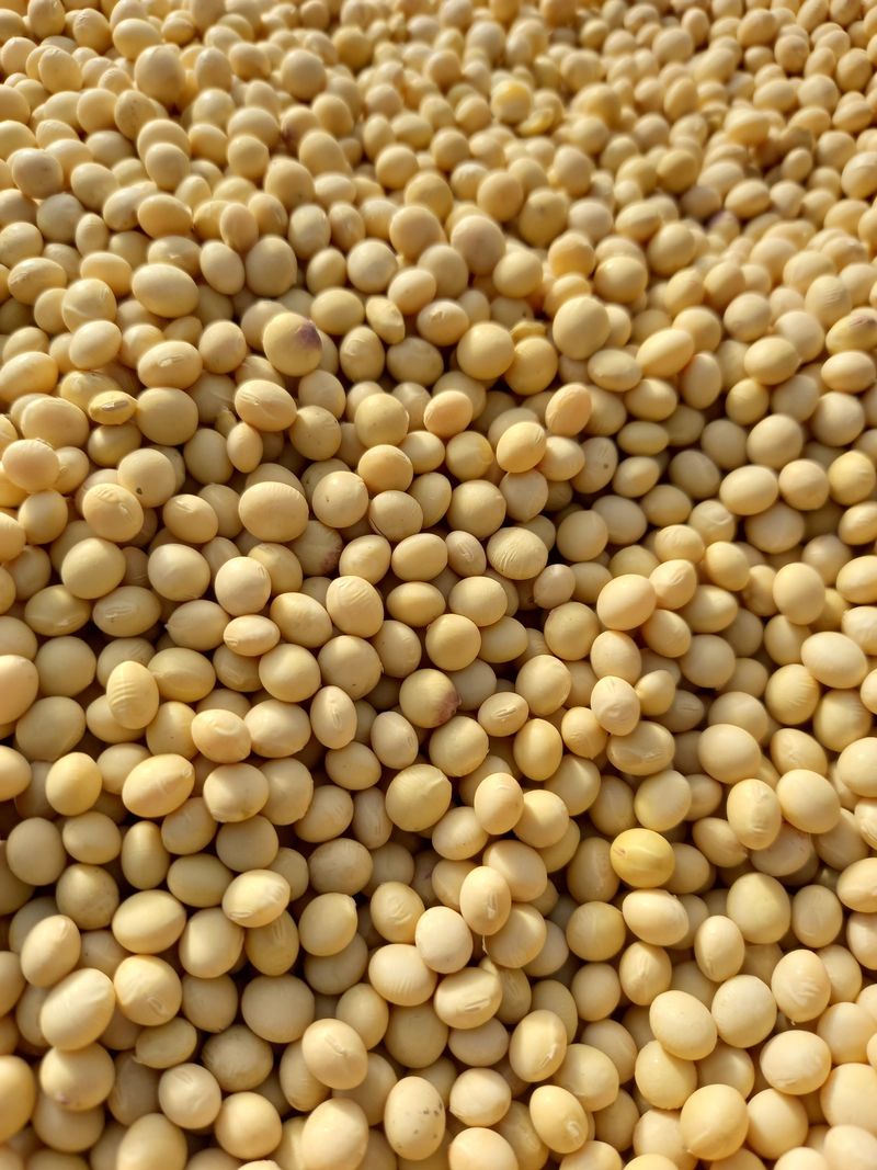 장터 상품 [메주콩 (판매완료)] 썸네일