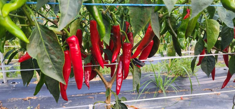 박경미님의 장터 판매 상품 [청양고추가루 600그람한근] 첨부 사진