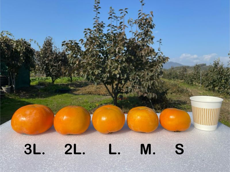 더달다농원님의 장터 판매 상품 [창원 부유단감 10kg M사이즈 무료배송] 첨부 사진