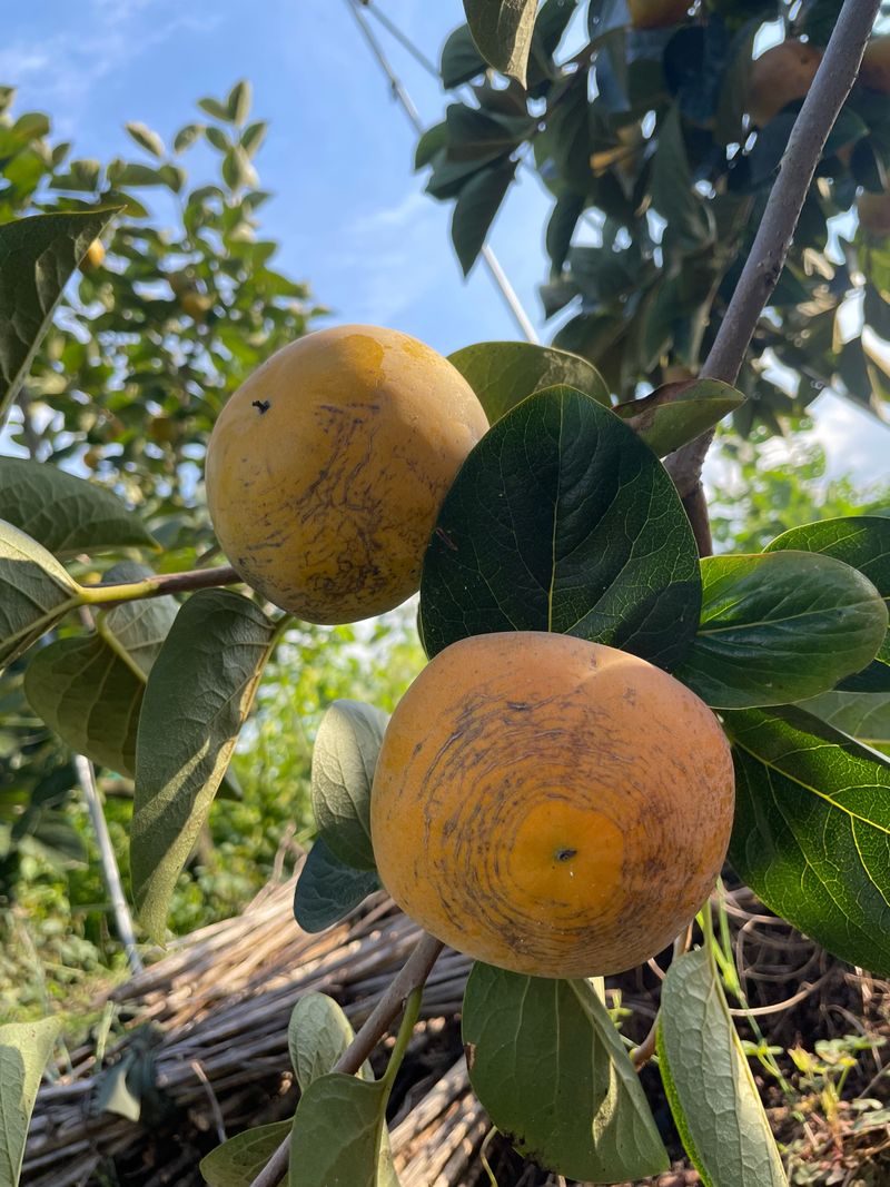 더달다농원님의 장터 판매 상품 [조완단감 말랭이 100g+200g 무료배송] 첨부 사진