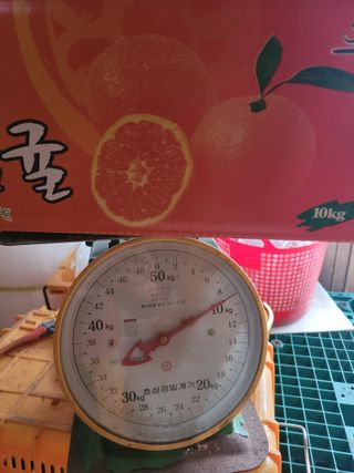 서귀포달코롬감귤농원님의 귤 · 일상 작성글 사진