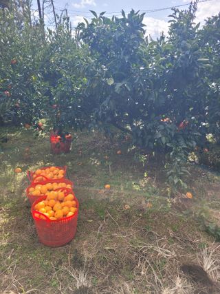 서귀포달코롬감귤농원님의 귤 · 수확 작성글 사진