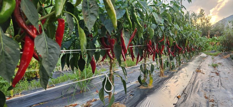 박경미님의 장터 판매 상품 [청양고추가루 600그람한근] 첨부 사진