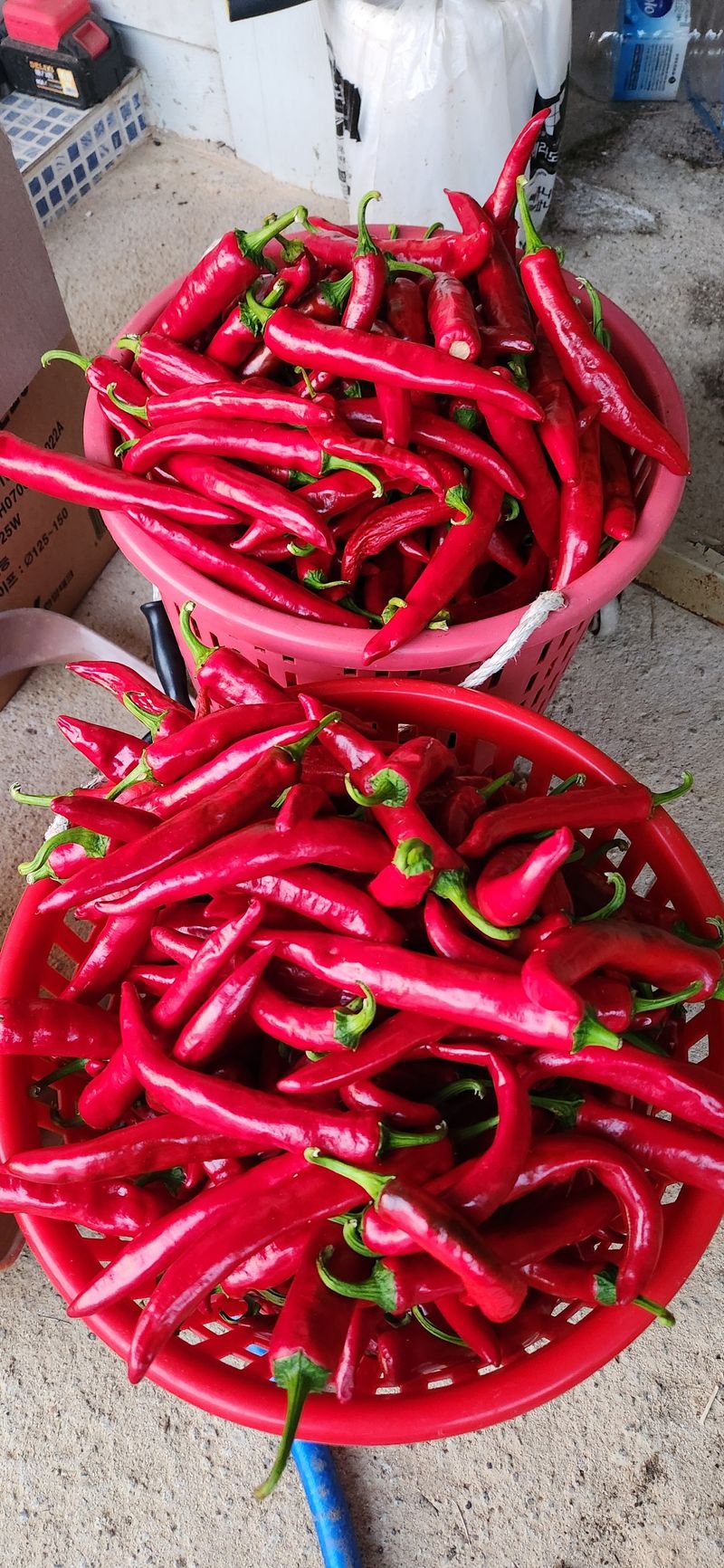 박경미님의 장터 판매 상품 [청양고추가루 600그람한근] 첨부 사진