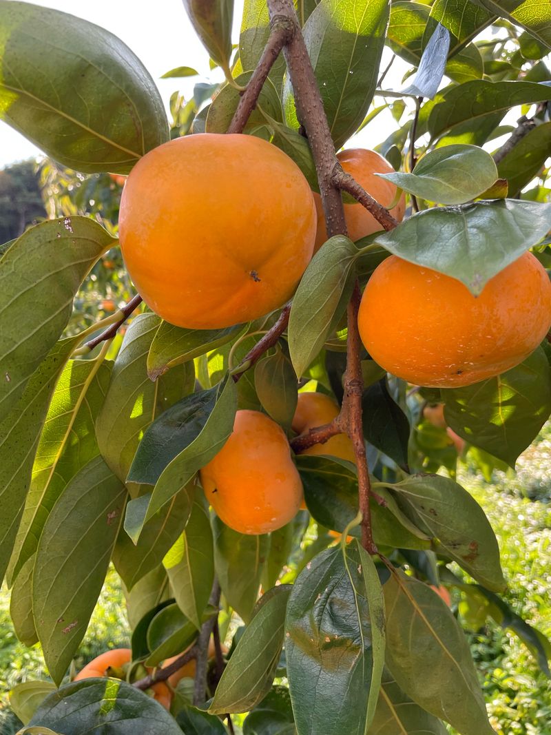 더달다농원님의 장터 판매 상품 [창원 부유단감 10kg M사이즈 무료배송] 첨부 사진