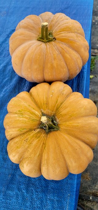 범이님의 농사, 무엇이든 물어보세요! · 참여글 작성글 사진