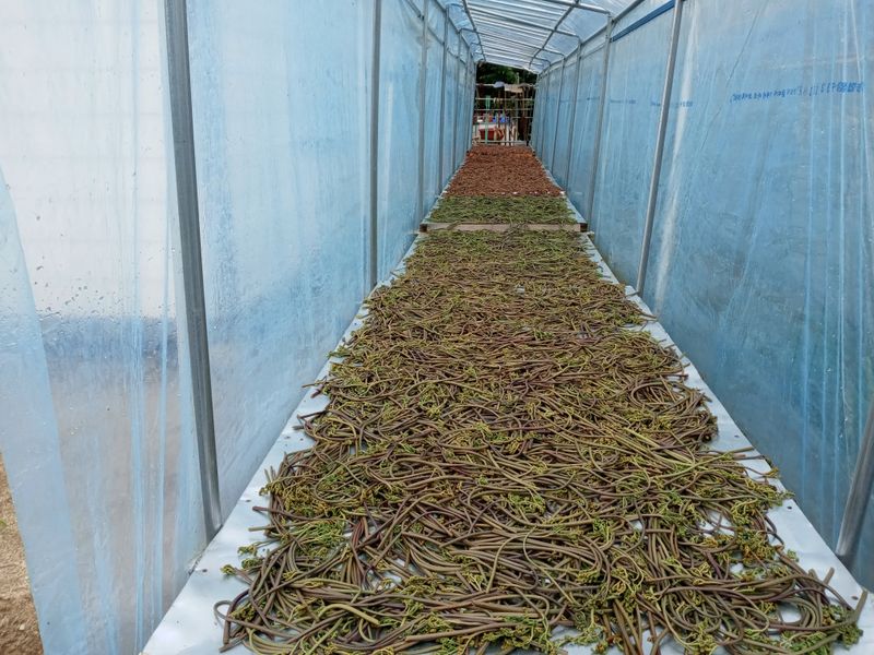이용원님의 장터 판매 상품 [청정 강원 치악산 건고사리 100g] 첨부 사진