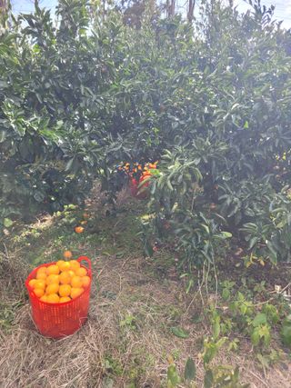 서귀포달코롬감귤농원님의 귤 · 수확 작성글 사진