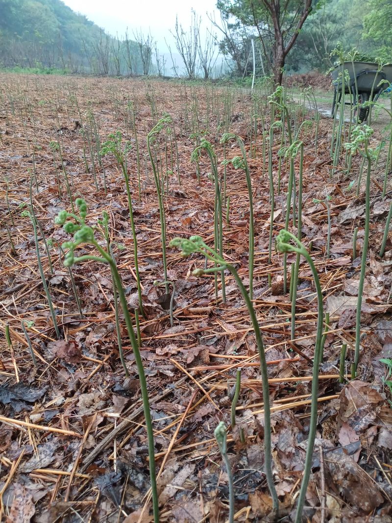 이용원님의 장터 판매 상품 [청정 강원 치악산 건고사리 100g] 첨부 사진