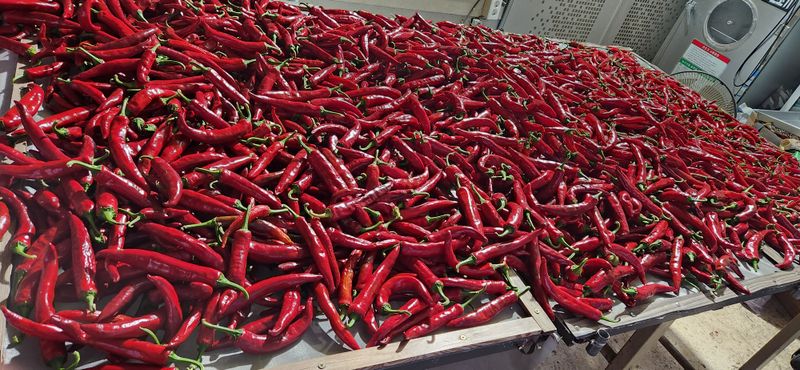 장터 상품 [청양고추가루 600그람한근] 썸네일