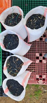 팜모닝 자유주제·자유게시판 게시글 이미지