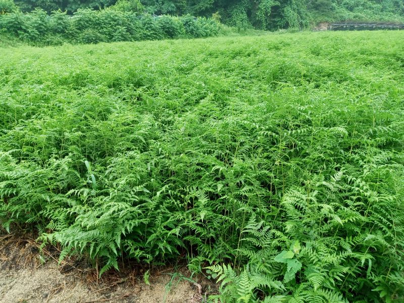 이용원님의 장터 판매 상품 [청정 강원 치악산 건고사리 100g] 첨부 사진