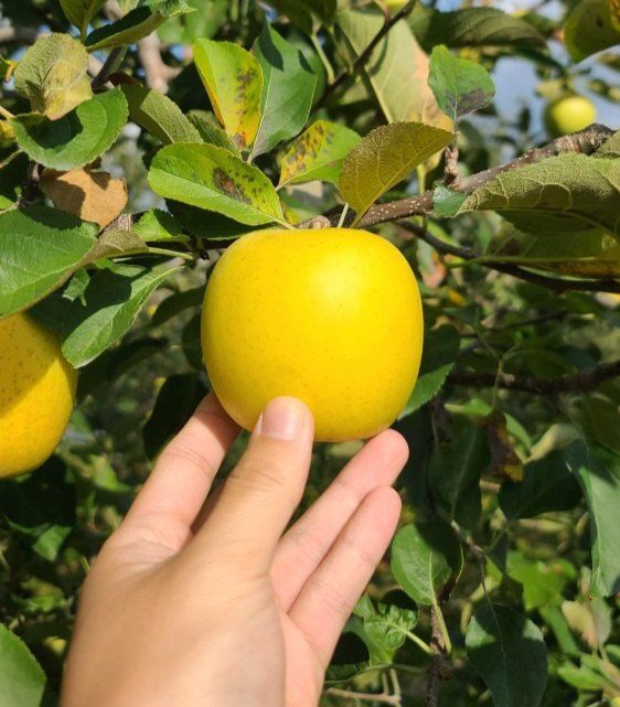 장터 상품 [시나노골드(가정용) 3kg 5kg] 썸네일