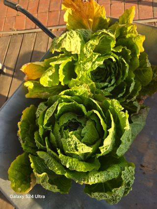 소병찬님의 자유주제 · 자유게시판 작성글 사진