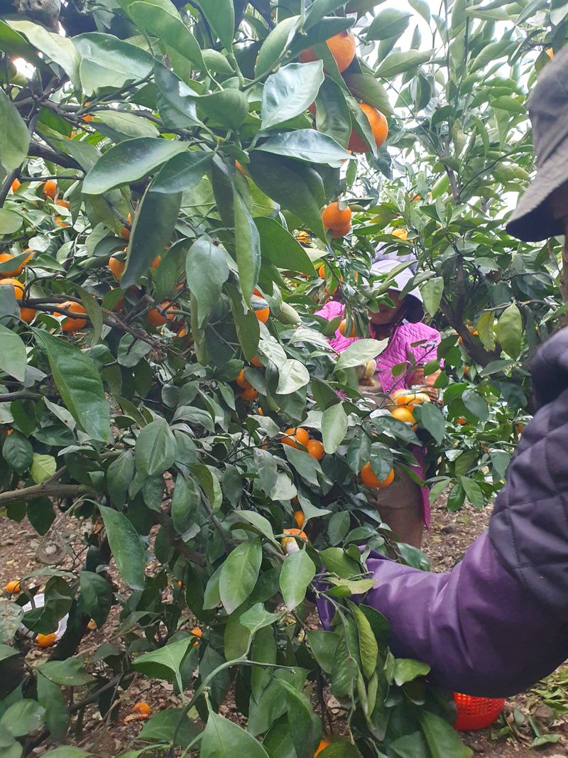 장터 상품 [감귤  9.5Kg] 썸네일