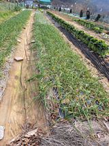 팜모닝 마늘·영농일지 게시글 이미지