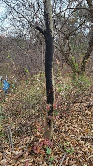 텃밭입문님의 농사, 무엇이든 물어보세요! · 참여글 작성글 사진