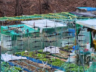 텃밭입문님의 농사, 무엇이든 물어보세요! · 참여글 작성글 사진